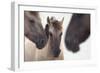 Three Konik Wild Horses (Equus Ferus Caballus). The Netherlands, November-Edwin Giesbers-Framed Photographic Print