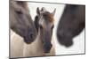 Three Konik Wild Horses (Equus Ferus Caballus). The Netherlands, November-Edwin Giesbers-Mounted Photographic Print