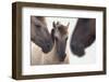 Three Konik Wild Horses (Equus Ferus Caballus). The Netherlands, November-Edwin Giesbers-Framed Photographic Print