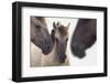 Three Konik Wild Horses (Equus Ferus Caballus). The Netherlands, November-Edwin Giesbers-Framed Photographic Print