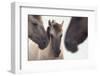 Three Konik Wild Horses (Equus Ferus Caballus). The Netherlands, November-Edwin Giesbers-Framed Photographic Print