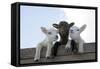 Three Lambs Looking over Fence-null-Framed Stretched Canvas