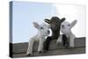 Three Lambs Looking over Fence-null-Stretched Canvas