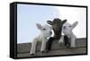 Three Lambs Looking over Fence-null-Framed Stretched Canvas