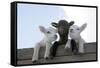 Three Lambs Looking over Fence-null-Framed Stretched Canvas