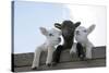 Three Lambs Looking over Fence-null-Stretched Canvas