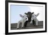 Three Lambs Looking over Fence-null-Framed Photographic Print