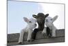 Three Lambs Looking over Fence-null-Mounted Photographic Print