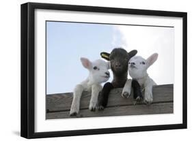 Three Lambs Looking over Fence-null-Framed Photographic Print