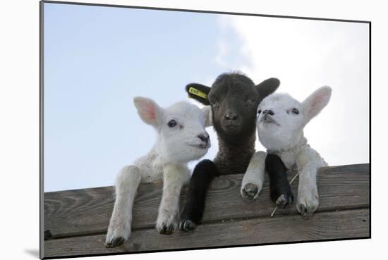 Three Lambs Looking over Fence-null-Mounted Photographic Print