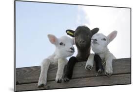 Three Lambs Looking over Fence-null-Mounted Photographic Print