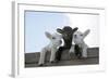 Three Lambs Looking over Fence-null-Framed Photographic Print