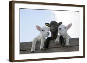 Three Lambs Looking over Fence-null-Framed Photographic Print