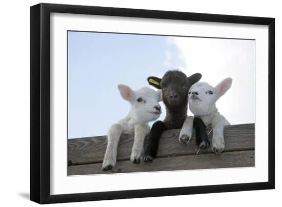 Premium Photographic Print, , large