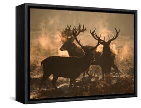 Three Large Deer Stags Bonding in the Early Morning Mists of Richmond Park-Alex Saberi-Framed Stretched Canvas