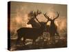 Three Large Deer Stags Bonding in the Early Morning Mists of Richmond Park-Alex Saberi-Stretched Canvas