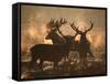 Three Large Deer Stags Bonding in the Early Morning Mists of Richmond Park-Alex Saberi-Framed Stretched Canvas