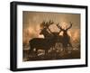 Three Large Deer Stags Bonding in the Early Morning Mists of Richmond Park-Alex Saberi-Framed Photographic Print