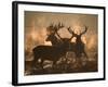 Three Large Deer Stags Bonding in the Early Morning Mists of Richmond Park-Alex Saberi-Framed Photographic Print