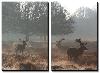 Three Large Deer Stags in the Early Morning Mist in Richmond Park-Alex Saberi-Stretched Canvas