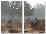 Three Large Deer Stags in the Early Morning Mist in Richmond Park-Alex Saberi-Stretched Canvas