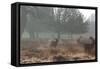 Three Large Deer Stags in the Early Morning Mist in Richmond Park-Alex Saberi-Framed Stretched Canvas