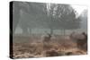 Three Large Deer Stags in the Early Morning Mist in Richmond Park-Alex Saberi-Stretched Canvas