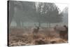Three Large Deer Stags in the Early Morning Mist in Richmond Park-Alex Saberi-Stretched Canvas