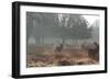 Three Large Deer Stags in the Early Morning Mist in Richmond Park-Alex Saberi-Framed Photographic Print