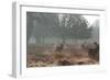 Three Large Deer Stags in the Early Morning Mist in Richmond Park-Alex Saberi-Framed Photographic Print