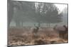 Three Large Deer Stags in the Early Morning Mist in Richmond Park-Alex Saberi-Mounted Photographic Print