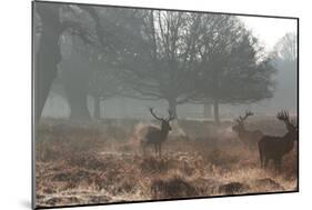 Three Large Deer Stags in the Early Morning Mist in Richmond Park-Alex Saberi-Mounted Photographic Print