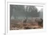 Three Large Deer Stags in the Early Morning Mist in Richmond Park-Alex Saberi-Framed Photographic Print