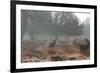 Three Large Deer Stags in the Early Morning Mist in Richmond Park-Alex Saberi-Framed Photographic Print