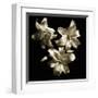Three Lilies-Michael Harrison-Framed Art Print