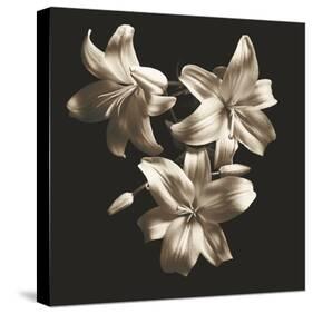 Three Lilies-Michael Harrison-Stretched Canvas