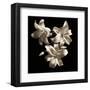 Three Lilies-Michael Harrison-Framed Art Print