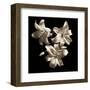 Three Lilies-Michael Harrison-Framed Art Print
