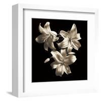 Three Lilies-Michael Harrison-Framed Art Print