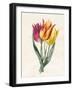 Three Lily Tulips-Louise D'Orleans-Framed Giclee Print