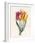 Three Lily Tulips-Louise D'Orleans-Framed Giclee Print