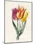 Three Lily Tulips-Louise D'Orleans-Mounted Giclee Print