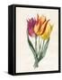 Three Lily Tulips-Louise D'Orleans-Framed Stretched Canvas