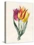 Three Lily Tulips-Louise D'Orleans-Stretched Canvas