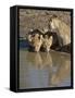 Three Lion Cubs Drinking, Masai Mara National Reserve, Kenya, East Africa, Africa-James Hager-Framed Stretched Canvas