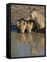 Three Lion Cubs Drinking, Masai Mara National Reserve, Kenya, East Africa, Africa-James Hager-Framed Stretched Canvas