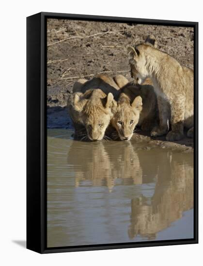 Three Lion Cubs Drinking, Masai Mara National Reserve, Kenya, East Africa, Africa-James Hager-Framed Stretched Canvas