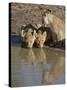 Three Lion Cubs Drinking, Masai Mara National Reserve, Kenya, East Africa, Africa-James Hager-Stretched Canvas
