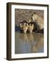 Three Lion Cubs Drinking, Masai Mara National Reserve, Kenya, East Africa, Africa-James Hager-Framed Photographic Print