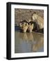 Three Lion Cubs Drinking, Masai Mara National Reserve, Kenya, East Africa, Africa-James Hager-Framed Photographic Print